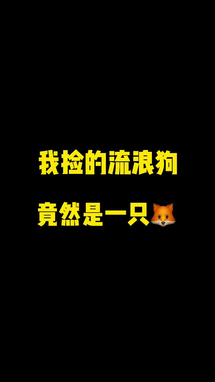 小柴不会真的是狐狸吧？ #萌宠出道计划