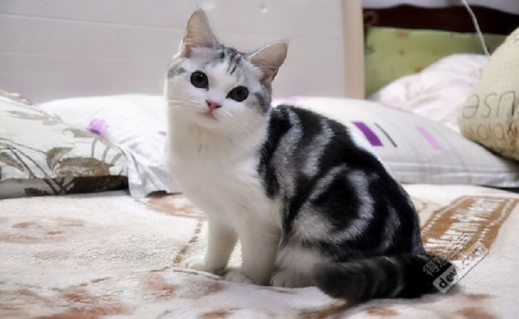 日本短尾猫的性格怎么样？需要怎么养护？